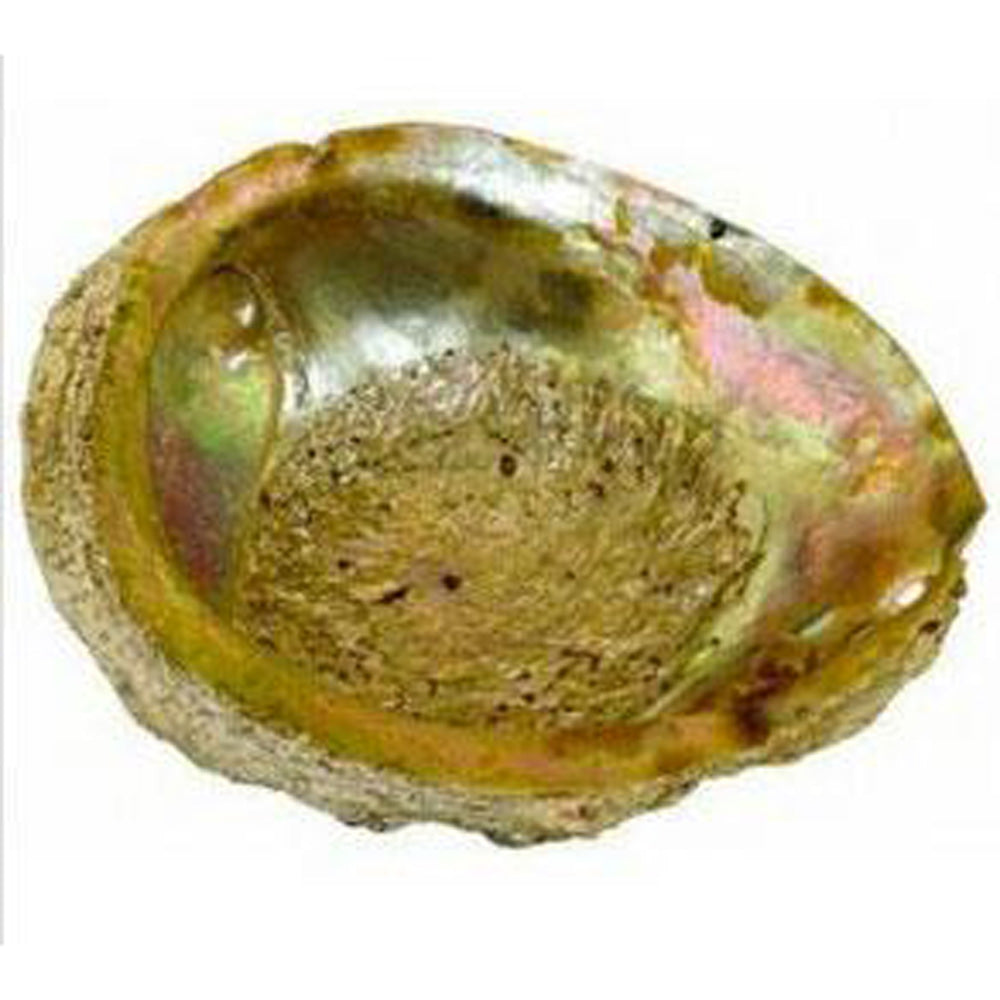 Large Abalone Shell