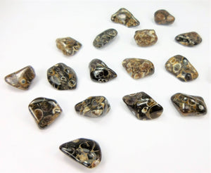 Turritella Agate (3 Pcs) Tumbled  Fossil Gemstone CE23