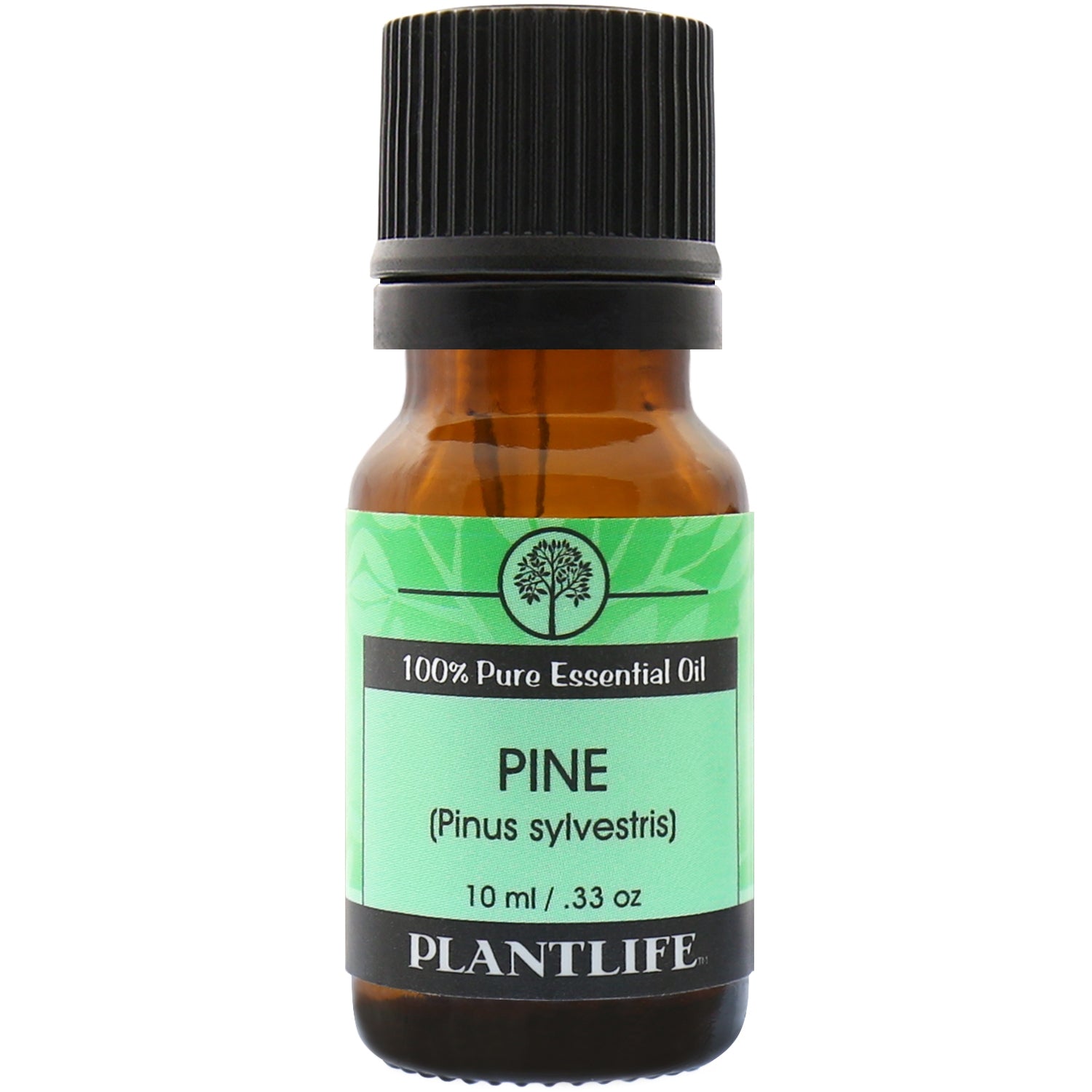 Pine Needle Essential Oil